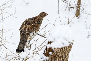 Ruffed Grouse Sitting on Tree Branch Covered in Snow in Winter, Closeup Portrait