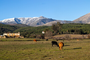 Cows grazing in the field, with the Serra da Estrela in the background, laden with snow, Portugal