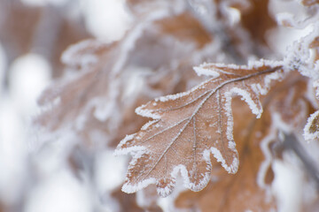 Oak leaves are covered with hoarfrost. Close-up photo. Plant wallpaper.