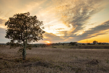 Great plain, with isolated tree during a wonderful sunset, wonderful rural landscape, Castelo Branco, Portugal