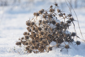Thorny bushes and grass under the snow.
