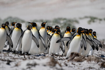 Obraz premium The king penguin (Aptenodytes patagonicus)