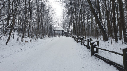 snowy path in the forest between trees and picket fence © Paulina