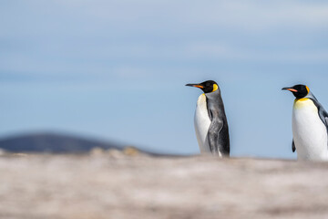 Fototapeta na wymiar The king penguin (Aptenodytes patagonicus)