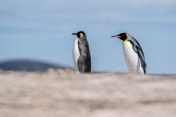 Fototapeta na wymiar The king penguin (Aptenodytes patagonicus)