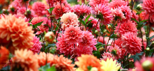 In a flower bed a considerable quantity of flowers dahlias with petals in various tones of red...