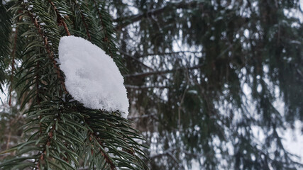 snow-capped spruce trees in winter in the forest © Paulina