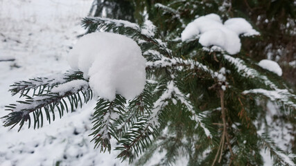 snow-capped spruce trees in winter in the forest © Paulina