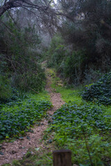 Beautiful path inside the forest full of green and wet vegetation, Palma de Mallorca