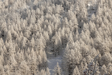 Frozen Trees in Switzerland