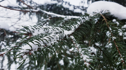 snow-capped spruce trees in winter in the forest © Paulina