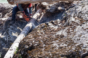 A strong male worker is sawing a fallen log with a chainsaw on a rocky bank.