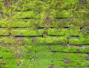 Old mossy wall