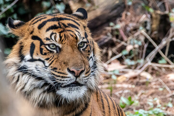 Tiger with green eyes looking toward the right