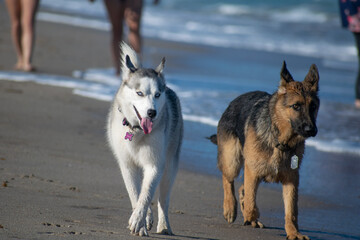 Dogs playing at the beach
