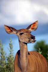 The greater kudu (Tragelaphus strepsiceros), a young female. Portrait of a female large antelope with her tongue out.