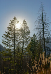 pine trees in the mountains