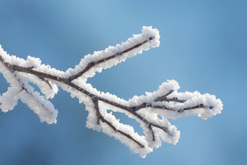 Obraz premium Winter background with twig covered with hoarfrost. Snow and rime ice on the branches of trees. Frosting texture.