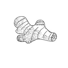 Ginger root, vector illustration, hand drawing sketch