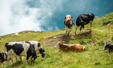 Kühe Alpen
