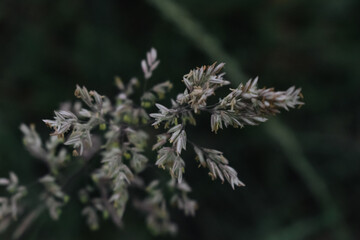 close up of a plant in a garden.