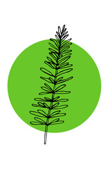 A sprig of rosemary, vector illustration, hand drawing sketch, green