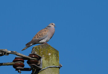 


Turtle Dove on pylon

