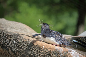ペンギンの背後から　キタイワトビペンギン、東山動植物園