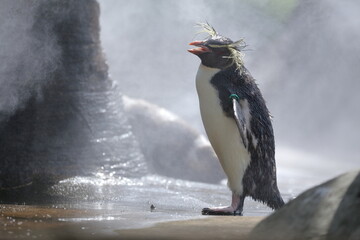 ペンギン、キタイワトビペンギン、東山動植物園
