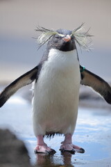 ペンギン、キタイワトビペンギン、東山動植物園