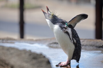 ペンギン、キタイワトビペンギン、東山動植物園