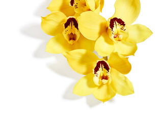 Obraz na płótnie Canvas Yellow cymbidium orchid flowers isolated on white background