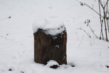 tree trunk in winter snow © Paulina