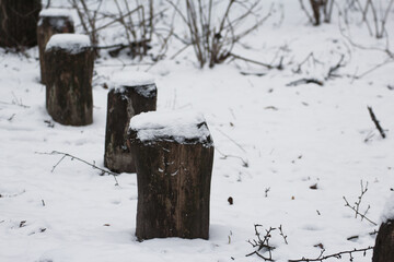 snow-covered tree trunks in winter © Paulina