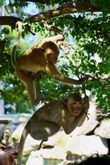 close up of a macaque