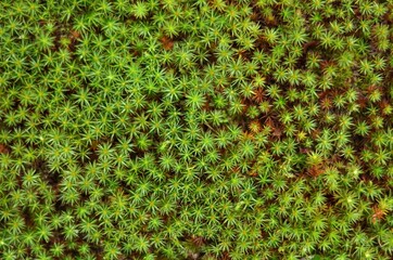 Commune Polytrichum, also known as common haircap moss. Green moss texture background, top view.