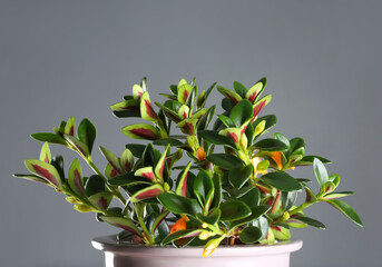 Beautiful potted Goldfish plant on grey background