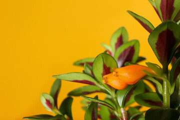 Beautiful Goldfish plant on yellow background, closeup. Space for text