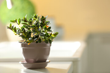 Beautiful potted Goldfish plant on countertop indoors. Space for text