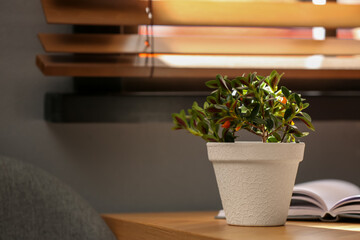 Beautiful potted Goldfish plant on wooden table indoors. Space for text