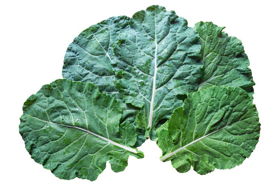 Leaves of rastan ( Collard greens, collards )   - popular leafy vegetables in Balkan cuisine. Isolated on white background