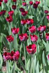 red tulips in the garden