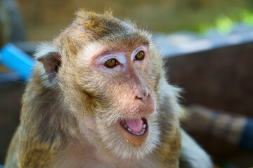 close up of a macaque