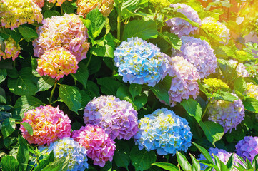 Colorful  Hydrangea flowers - Hydrangea macrophylla - in garden on sunny day. Sunlight