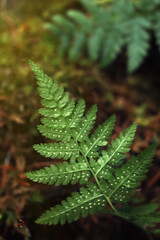 Fresh green fern leaves in dark forest, closeup