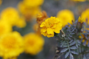 yellow flowers in the garden