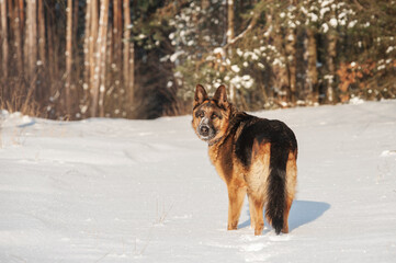 Adult German Shepherd Dog is playing in the snow