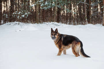 Adult German Shepherd Dog is playing in the snow