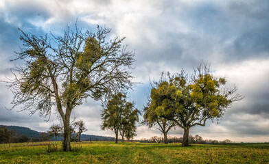 fruit trees on a meadow without leaves but with mistletoe