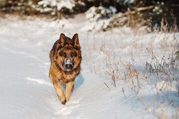 Adult German Shepherd Dog is playing in the snow